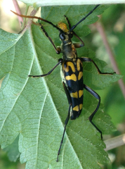 Leptura annularis