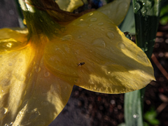 Phyllotreta striolata