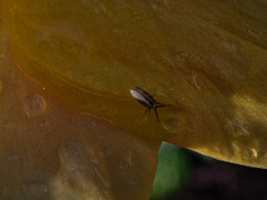 Phyllotreta striolata