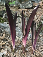 Tradescantia pallida