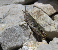 Brachaspis collinus