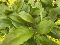 Sideroxylon lycioides