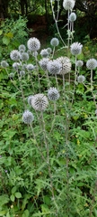 Echinops sphaerocephalus