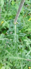 Echinops sphaerocephalus