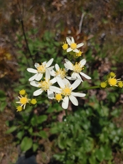 Senecio integerrimus ochroleucus