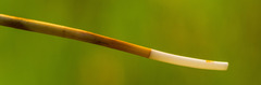 Carex sartwellii
