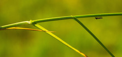 Carex sartwellii
