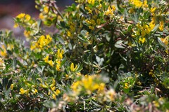 Acmispon dendroideus