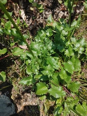 Senecio integerrimus ochroleucus
