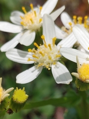 Senecio integerrimus ochroleucus