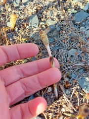 Equisetum arvense image