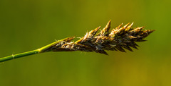Carex sartwellii
