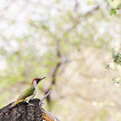 Picus viridis