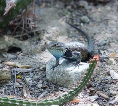 Sceloporus magister