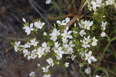 Leptosiphon floribundus
