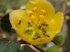 Formicoidea