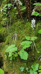 Tiarella cordifolia