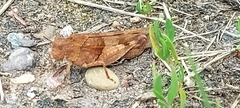 Oedipoda caerulescens