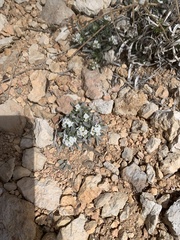 Oreocarya flavoculata