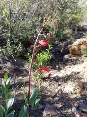 Penstemon havardii