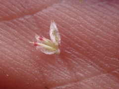 Stylocline psilocarphoides