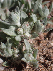 Stylocline psilocarphoides