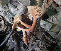 Lactarius oculatus