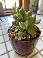 Cotyledon tomentosa