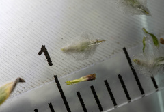 Stylocline psilocarphoides