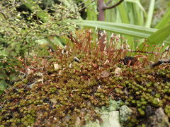 Pogonatum subulatum