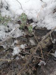 Odontarrhena obovata