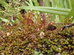 Pogonatum subulatum