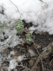 Odontarrhena obovata