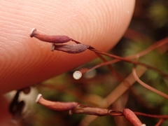 Pogonatum subulatum