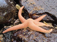 Stichaster striatus
