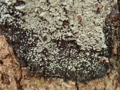 Pannaria implexa