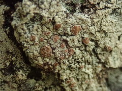 Pannaria implexa