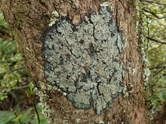 Pannaria implexa