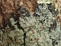 Pannaria implexa