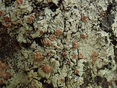 Pannaria implexa