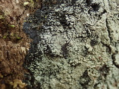 Pannaria implexa