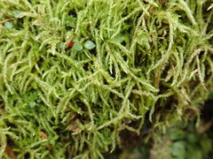 Acrocladium chlamydophyllum