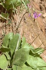 Primula pauciflora zionensis