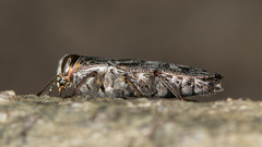 Chrysobothris femorata