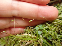 Acrocladium chlamydophyllum