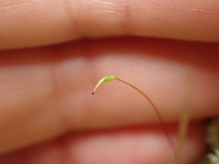 Acrocladium chlamydophyllum