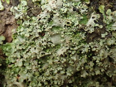 Lobaria asperula