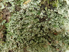 Lobaria asperula