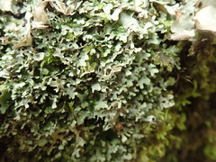 Lobaria asperula