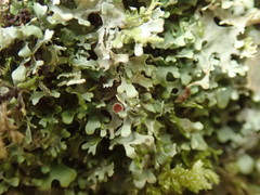 Lobaria asperula
